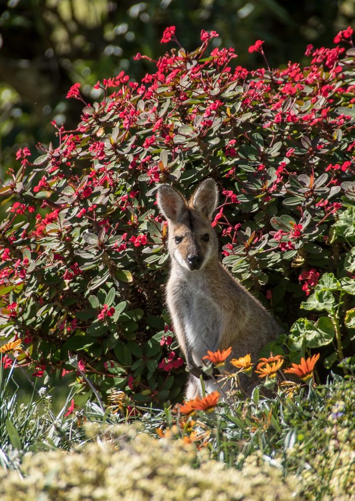 wallaby, young, rednecked wallaby, brown, grey, fur, curious, australia, queensland, marsupial, wild, kangaroo, wallaby, australia, australia, australia, australia, queensland, kangaroo, kangaroo, kangaroo, kangaroo, kangaroo