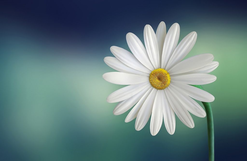 flower, happy easter, flower background, marguerite, daisy, white, bloom, blossom, white flower, white daisy, petals, white petals, flora, beautiful flowers, single flower, nature, flower wallpaper, plant, spring